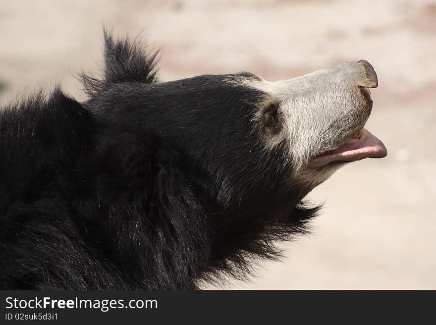 Sloth bear