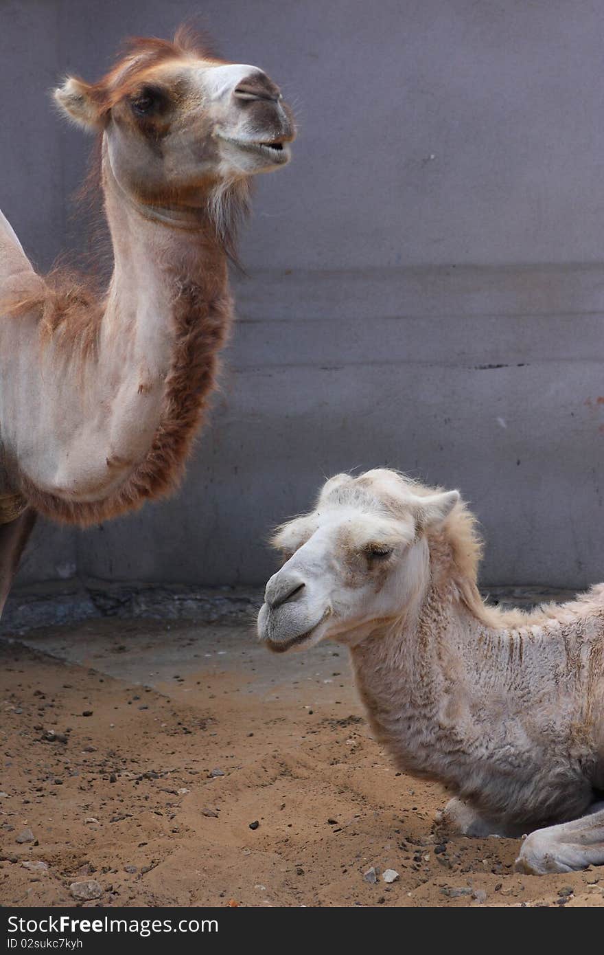 Two camels on the background of a gray wall