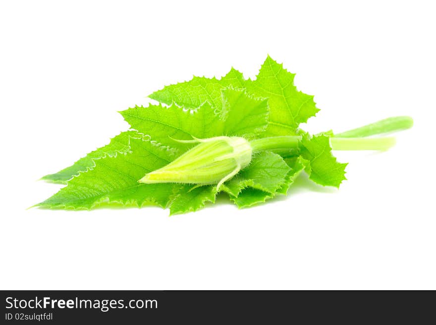 Marrow Leaves And Bud