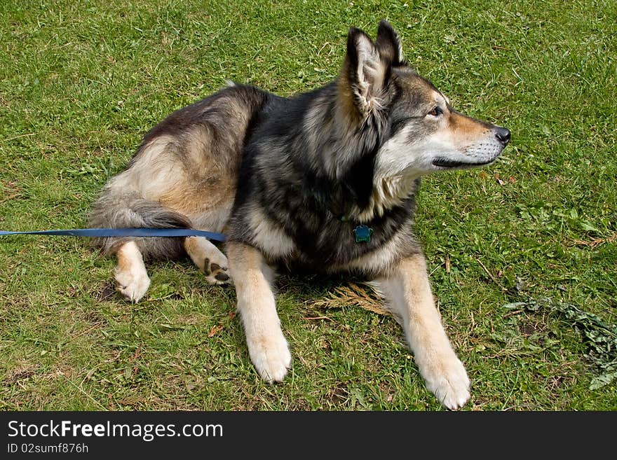 A malamute puppy lying in the green grass.