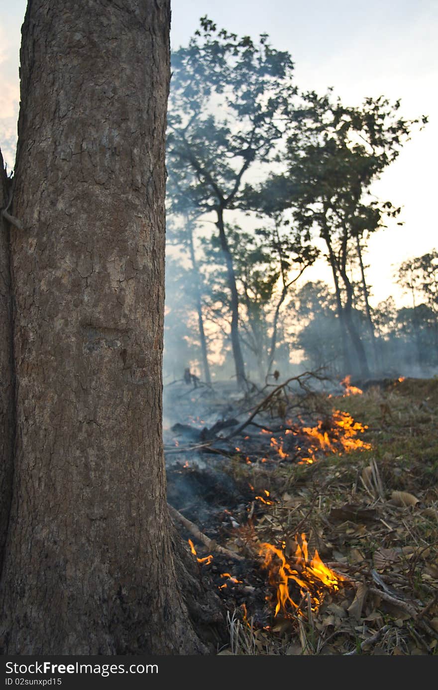 After Forest burn at south of thailand