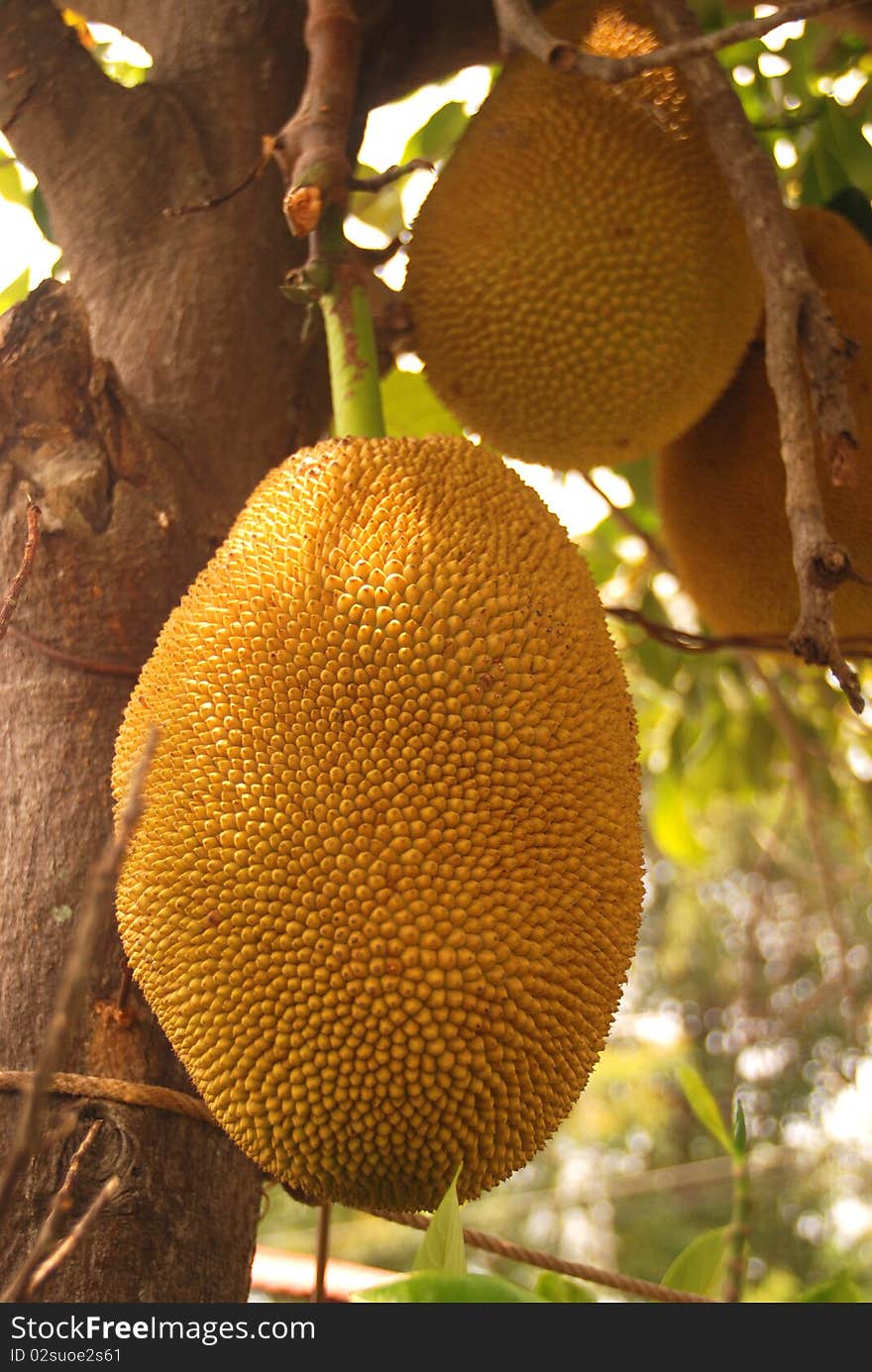 Kanun fruit at south of thailand