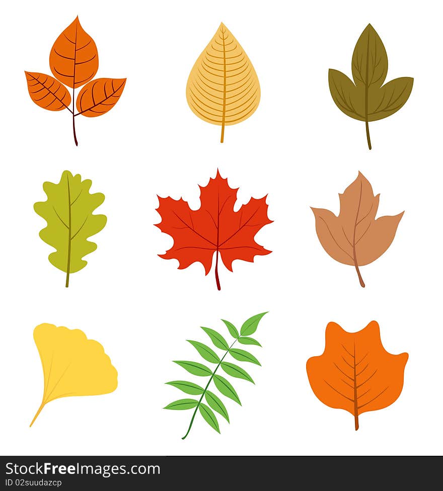 A colorful set of autumn leaves. A colorful set of autumn leaves