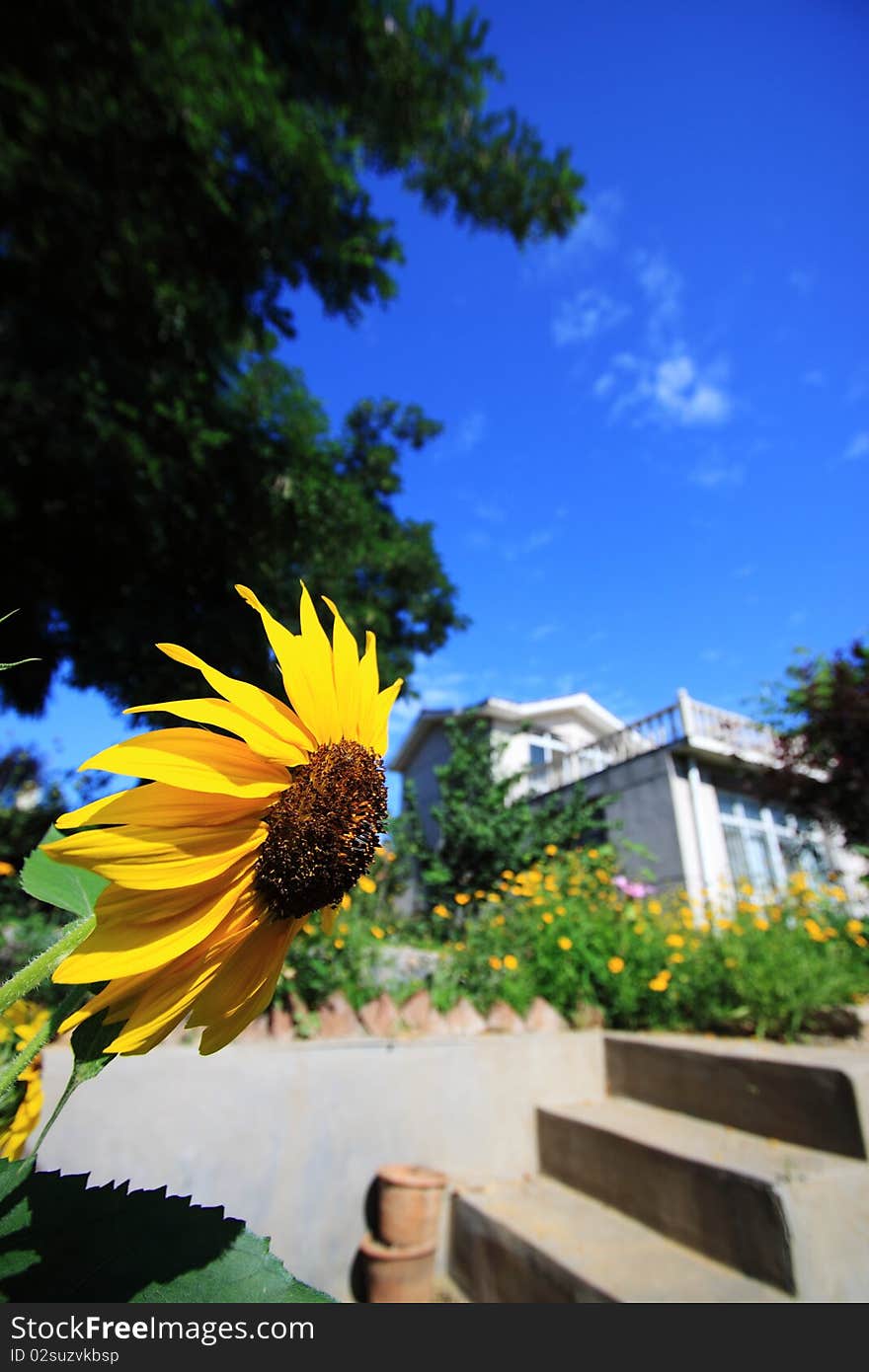 Sunflower bloom in summer field