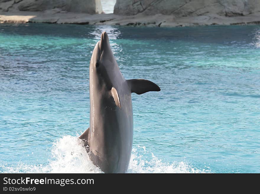 Dolphin