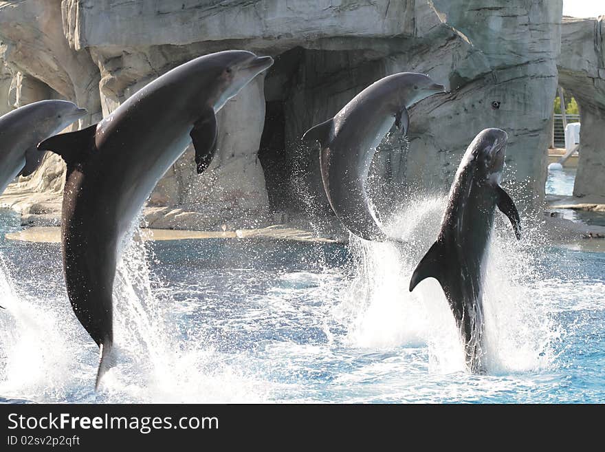 A group of dolphins intent in performing in great leaps. A group of dolphins intent in performing in great leaps