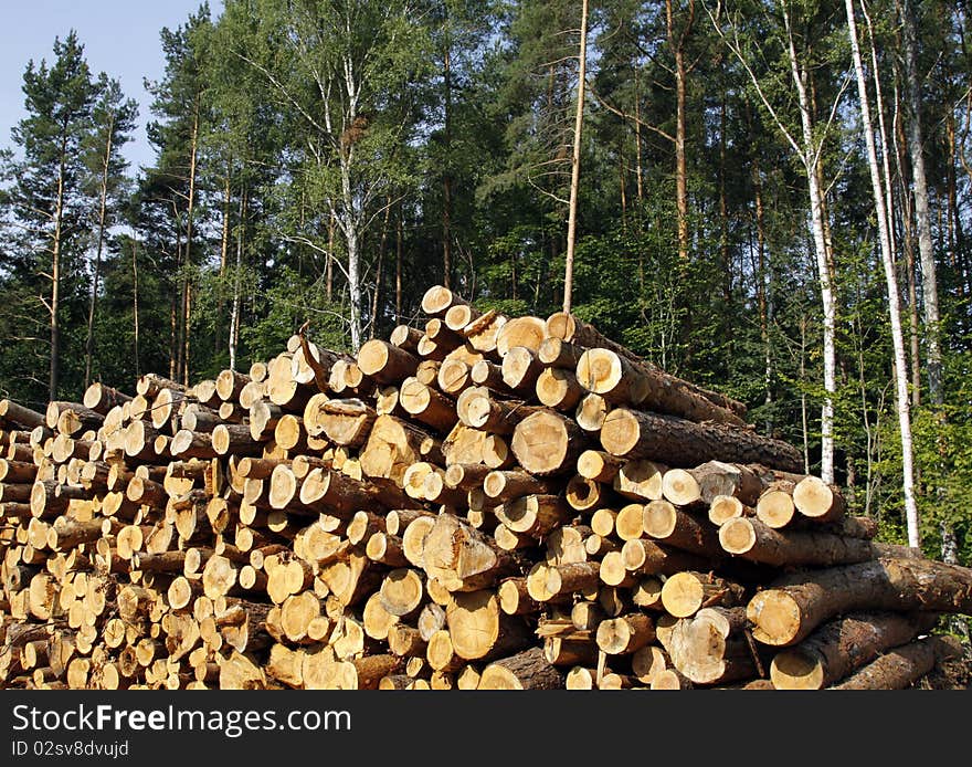 Trunks of trees waiting for the transport. Trunks of trees waiting for the transport