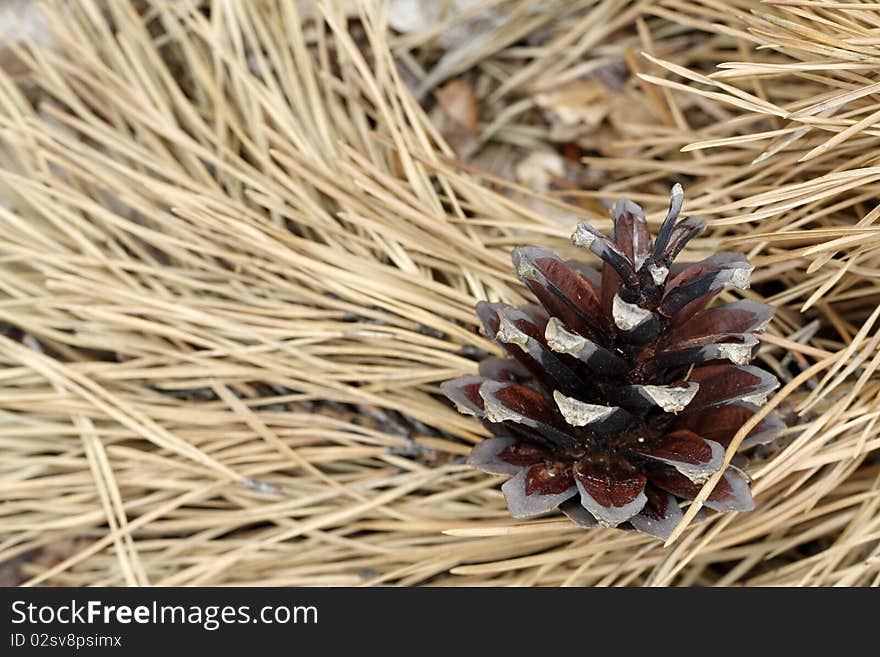 Pine cone hanging on the twig