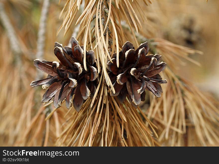 Pine cones hanging on the twig