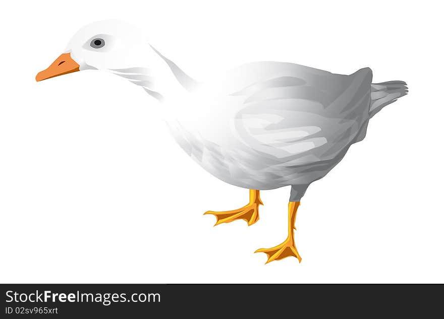 White domestic duck. Vector illustration isolated on white background