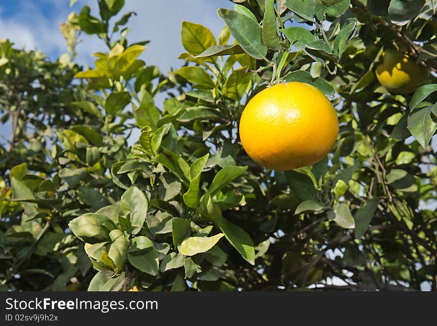 Tangerines on a tree