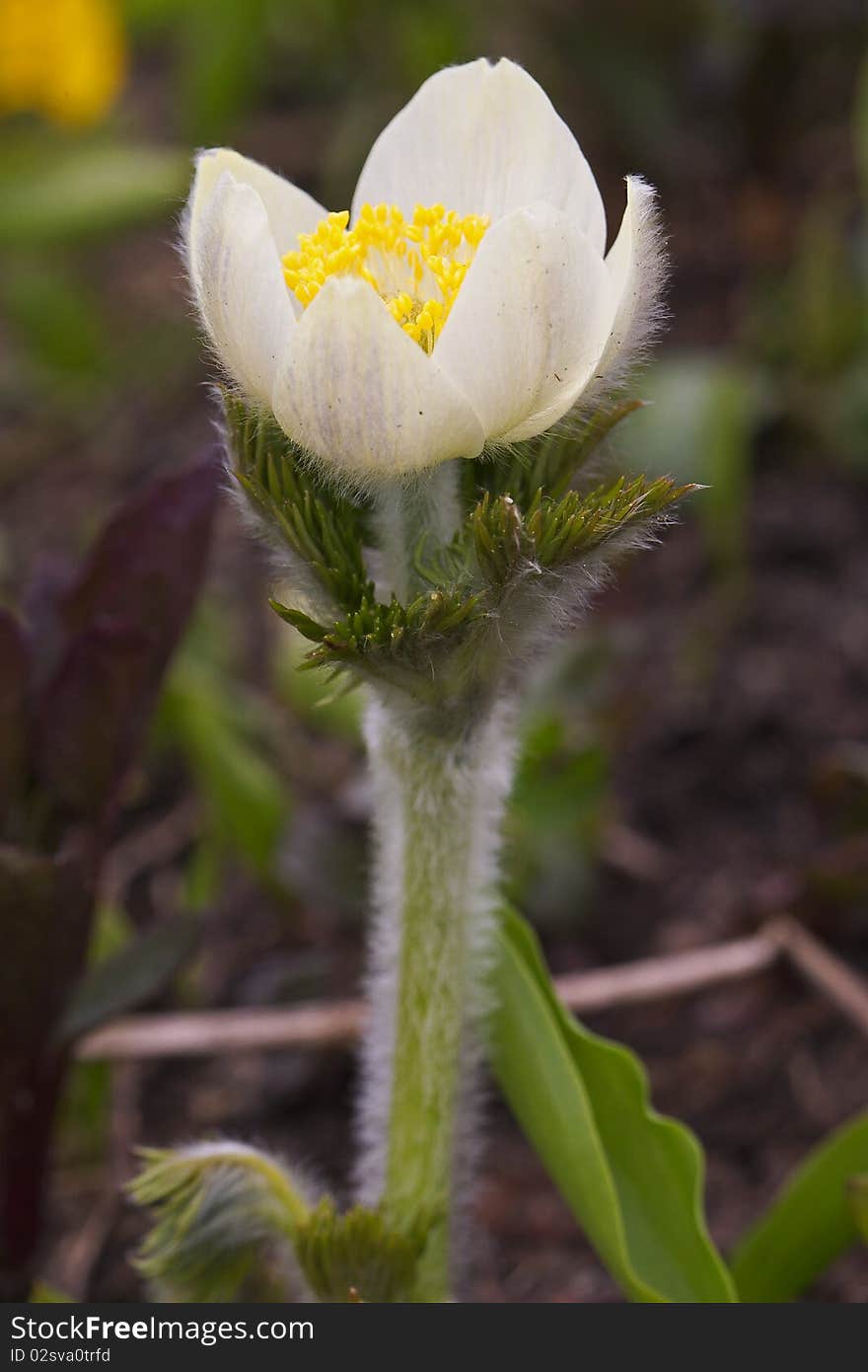 Mountain Wildflower