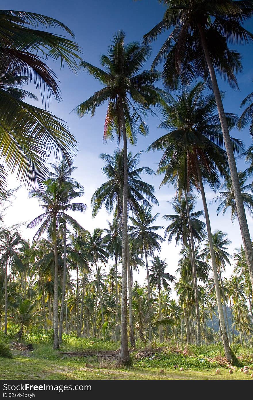 Coconut Garden