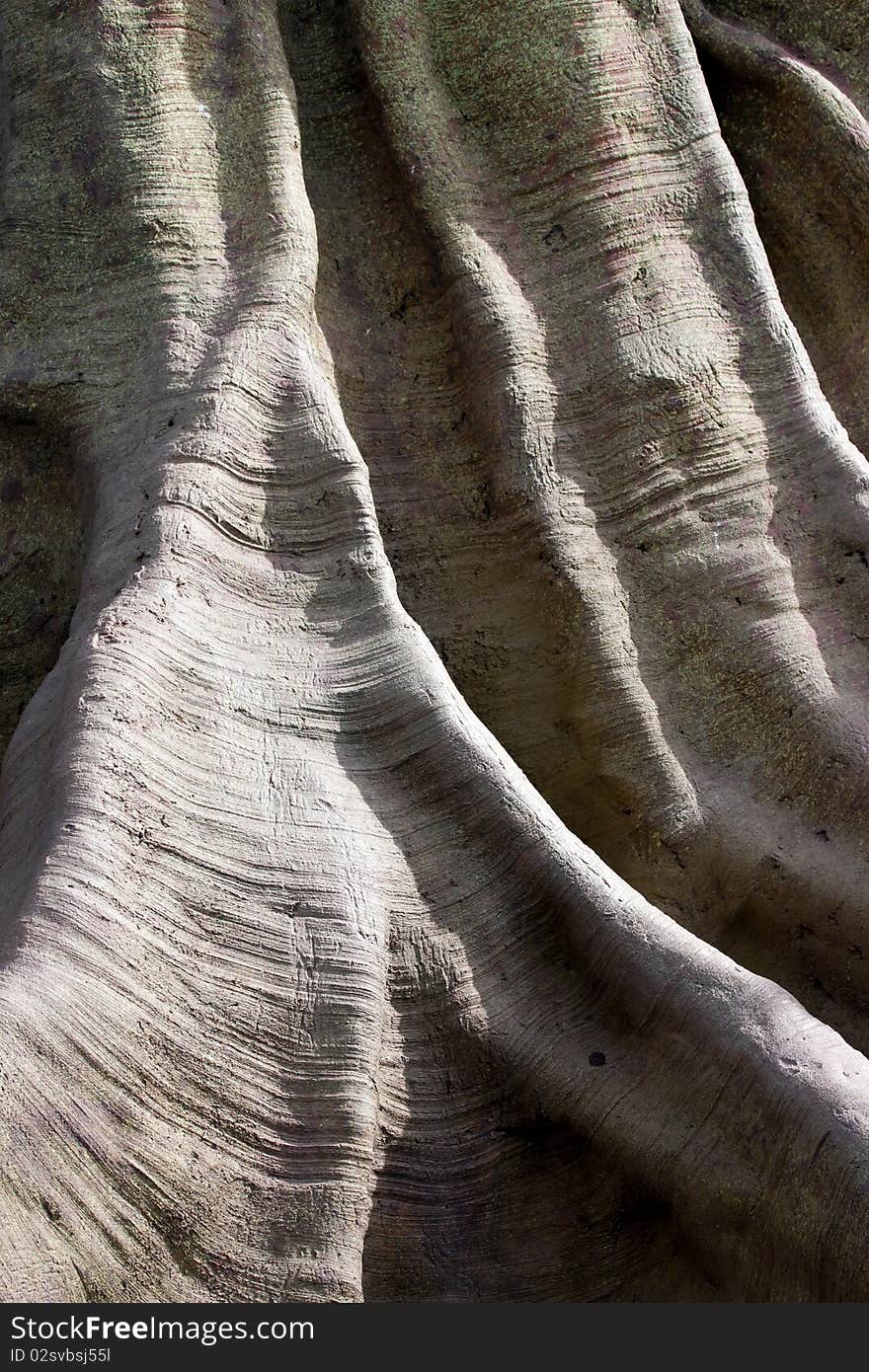 Texture ancient tree, native to Africa. Texture ancient tree, native to Africa