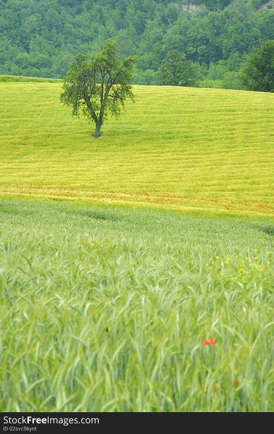 Landscape of tuscany - italia