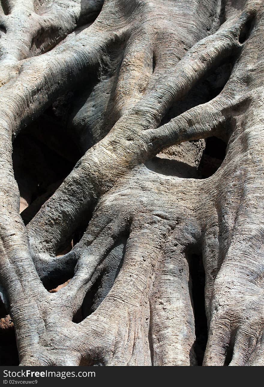 Texture ancient tree, native to Africa. Texture ancient tree, native to Africa