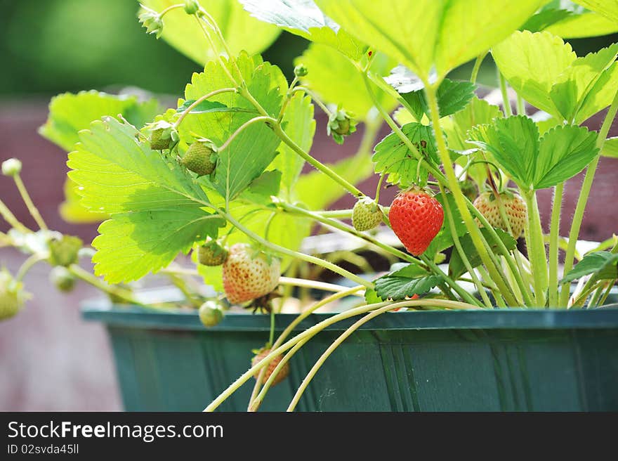 Wild strawberry bush in  green flowerpot. Wild strawberry bush in  green flowerpot