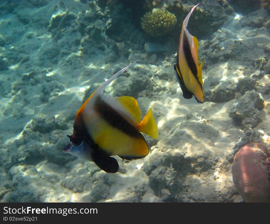 2 pennant fish swimming in the red sea