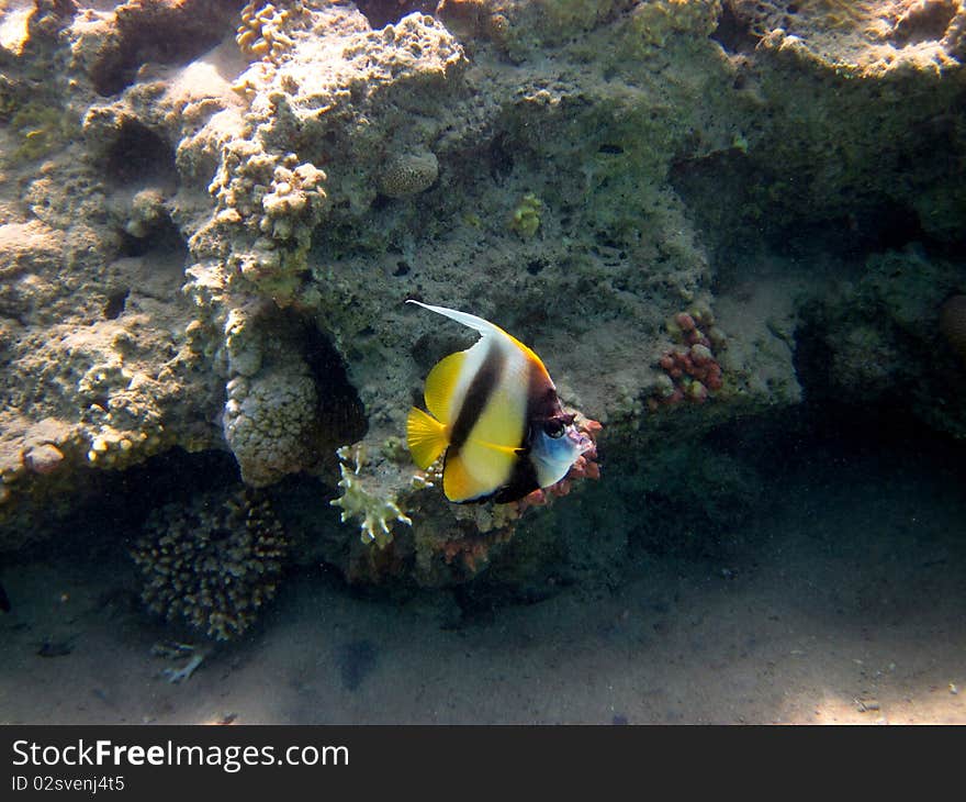 Single pennant fish swimming in the red sea