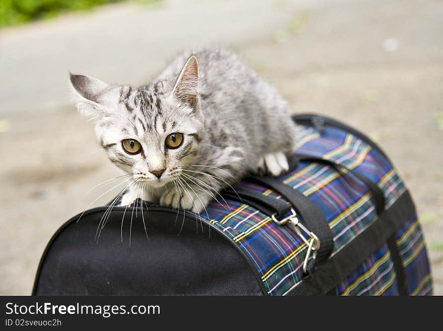 The kitten sits on basket