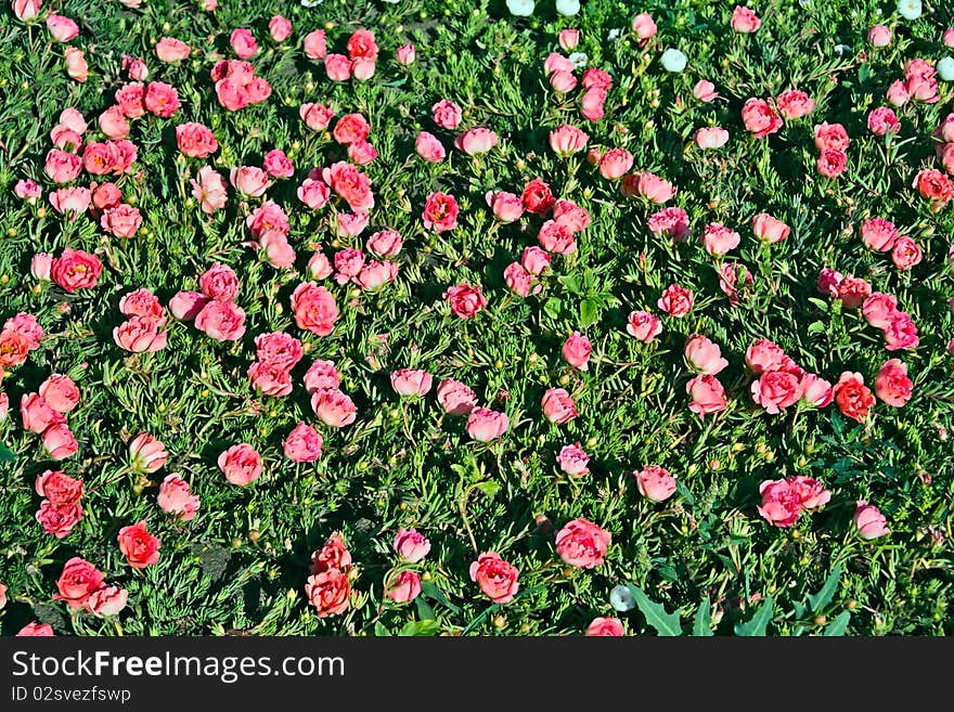 Red flowers on field