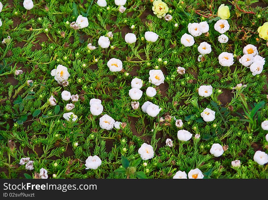 White flowers on field