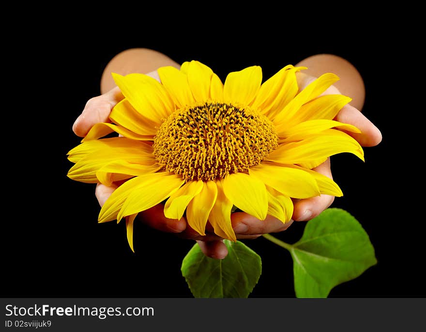 Sunflower In Woman S Hands