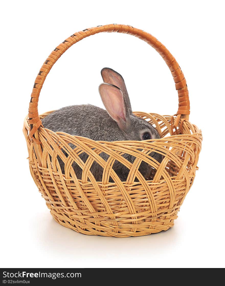 Little Rabbit In A Basket