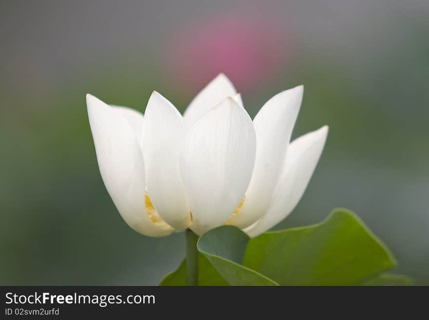 Blossom of lotus flower in summer