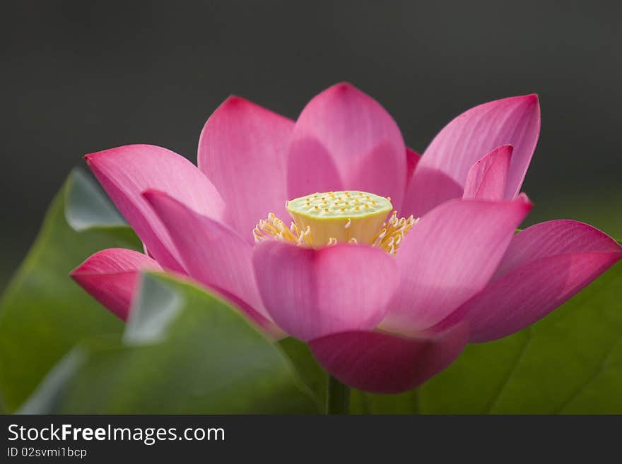 Blossom of lotus flower in summer