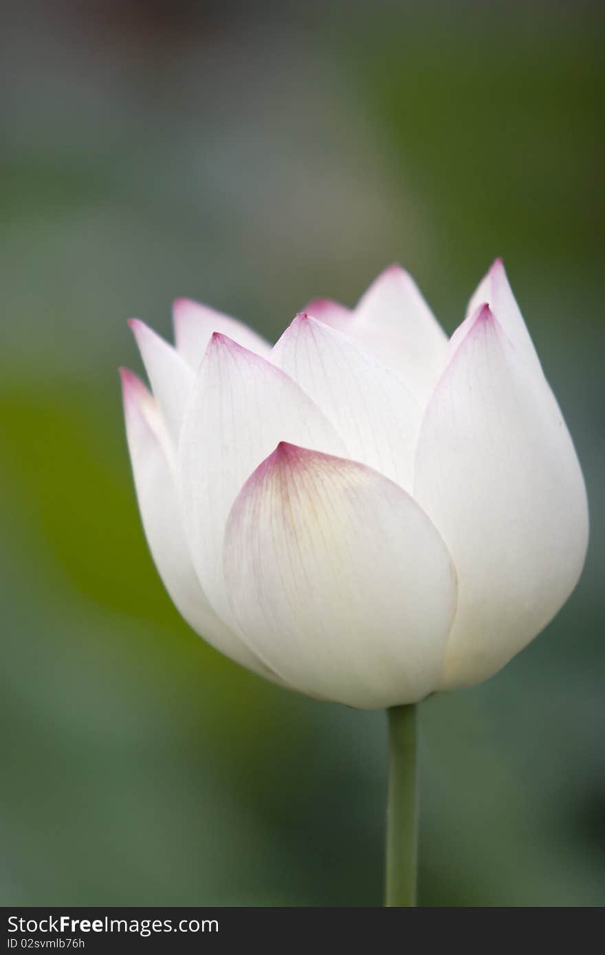 Lotus