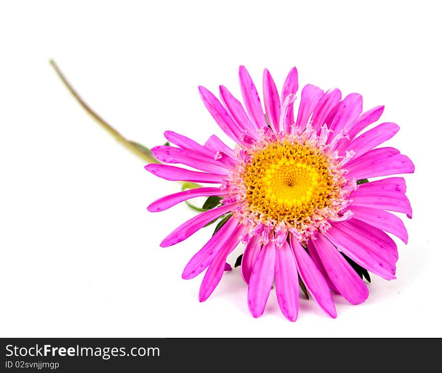 Aster on a white background