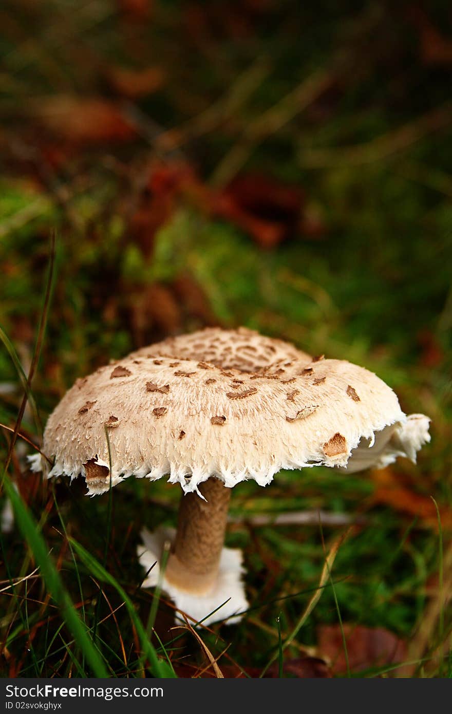 Toad stool in fall with leaves and grass. Toad stool in fall with leaves and grass