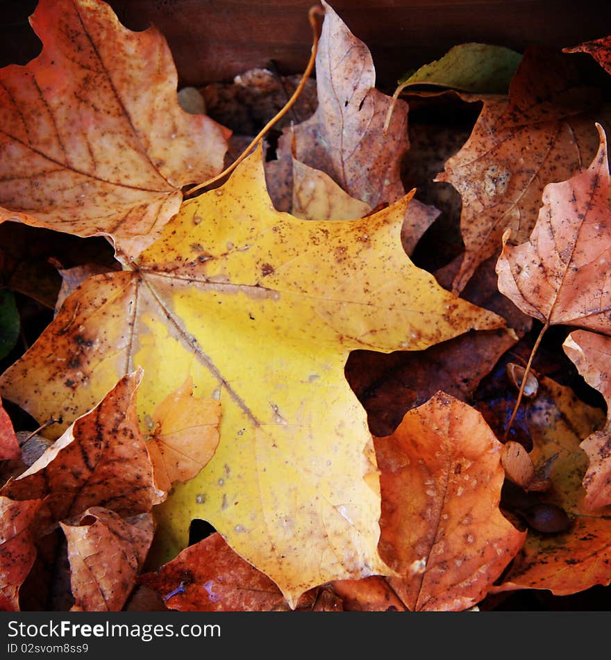 A closeup of faded maple leaves that have dropped to the ground in autumn.  Image was cropped square. A closeup of faded maple leaves that have dropped to the ground in autumn.  Image was cropped square.