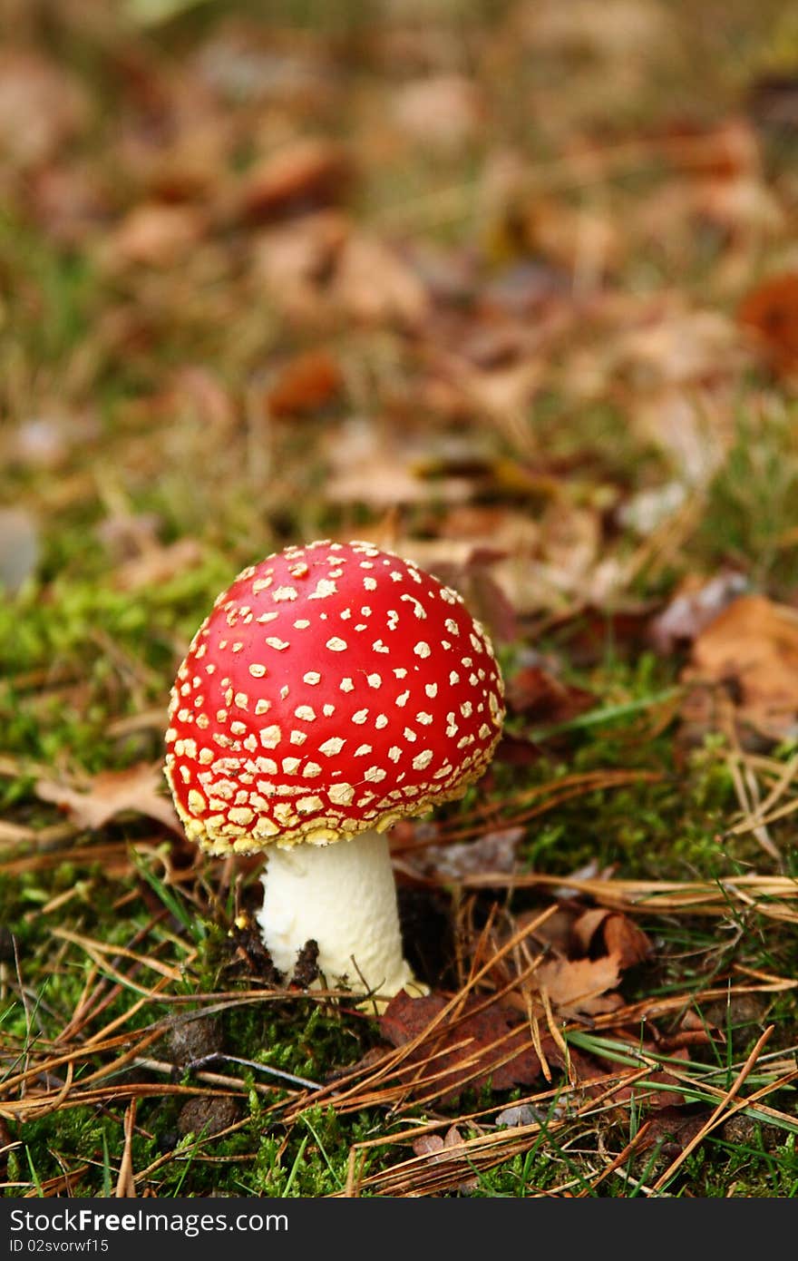 Red toad stool in fall with pretty fall colours. Red toad stool in fall with pretty fall colours