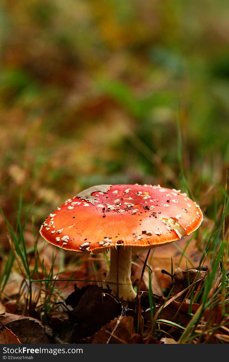 Red Toad stool in fall with green. Red Toad stool in fall with green