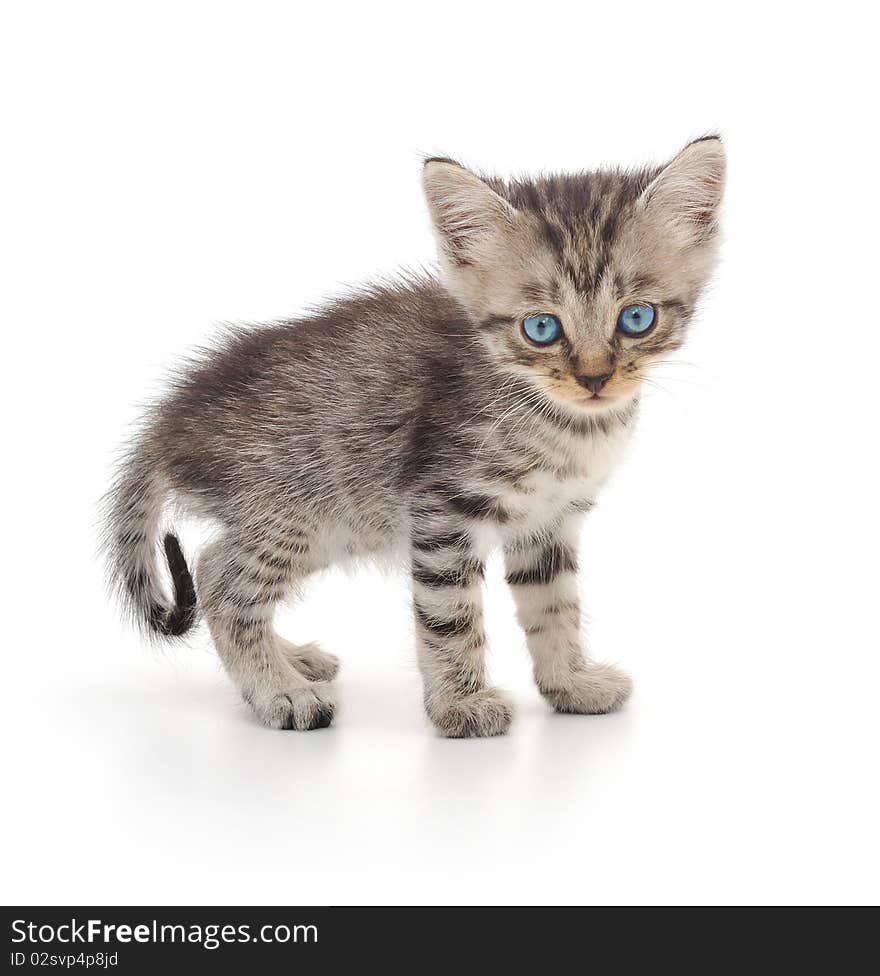 Kitten On A White Background