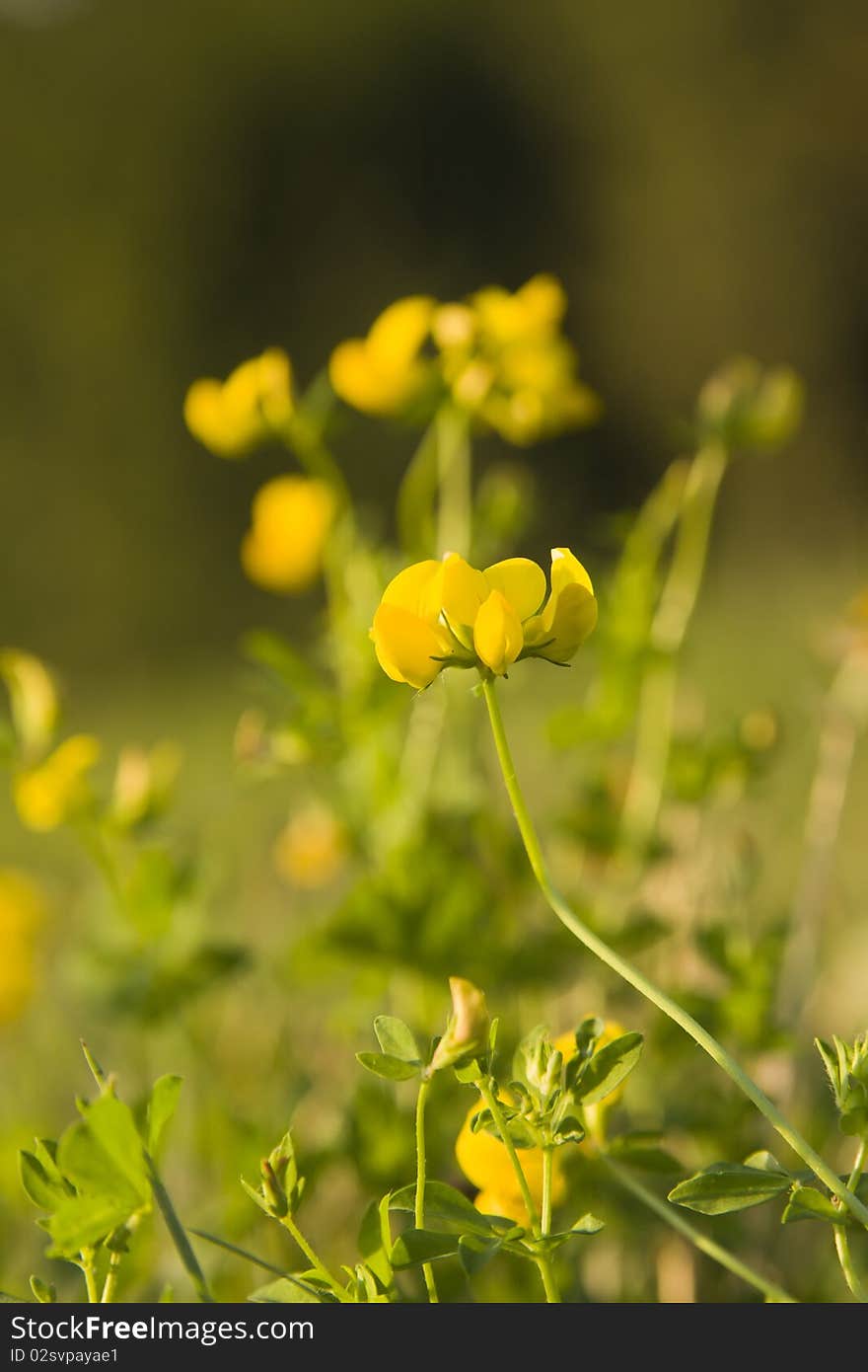 Close-up of Meadow vetchling (Lathyrus pratensis) on the blurry natural, background. Close-up of Meadow vetchling (Lathyrus pratensis) on the blurry natural, background