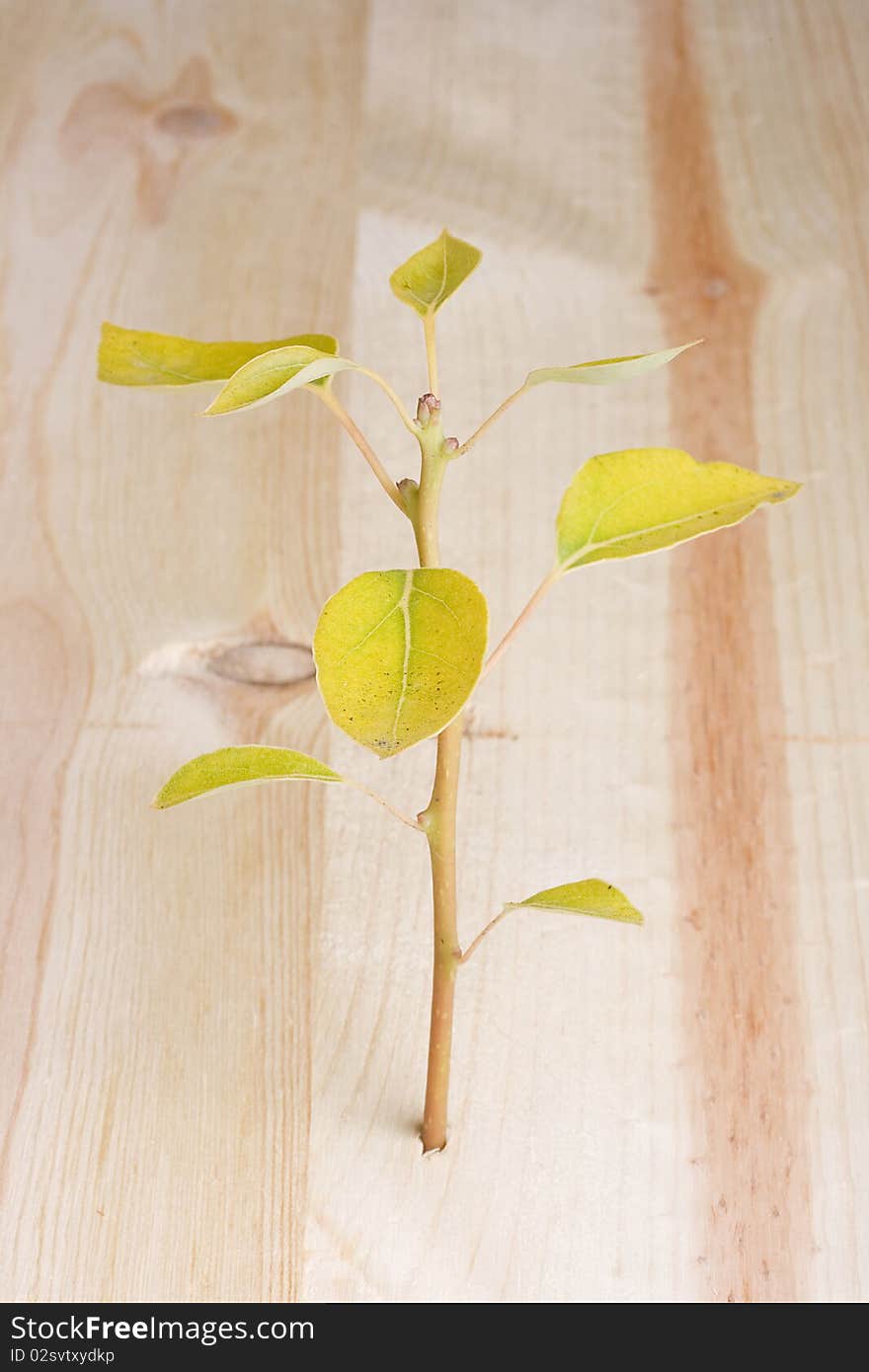 Young tree growing out of a piece of wood.