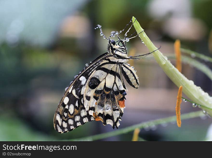 Tropical Butterfly