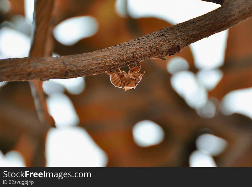 Cicada of autumn