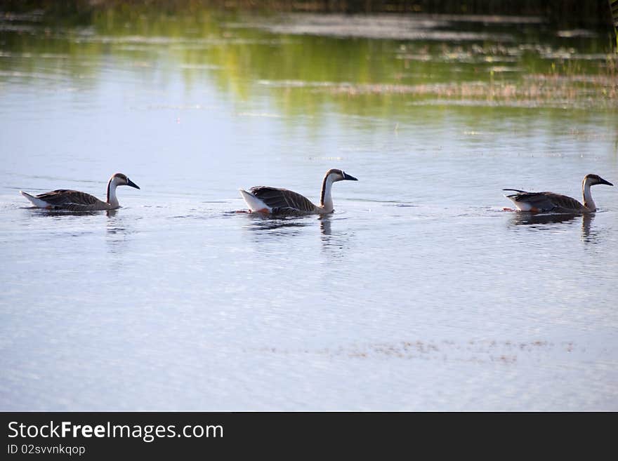 Mallards