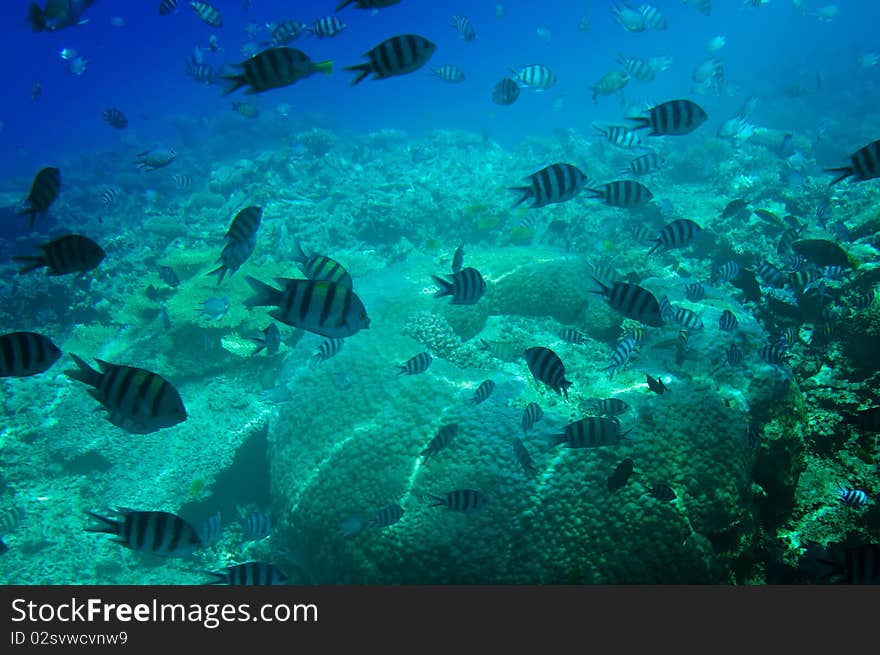 Underwater landscape of Red sea.