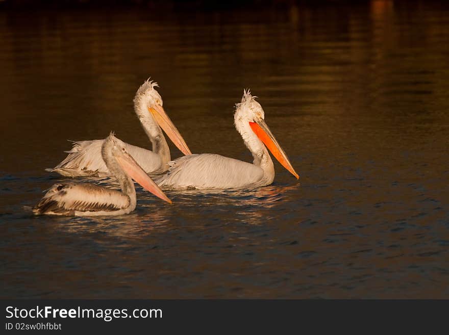 Dalmatian Pelicans Family on water