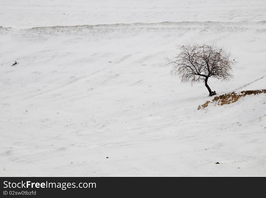 Lonely Tree in Winter