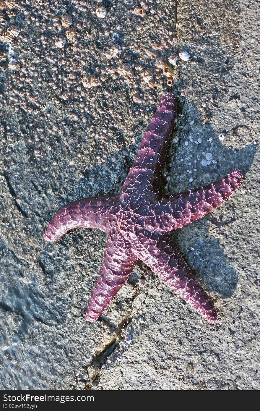 Purple starfish on the stony shore