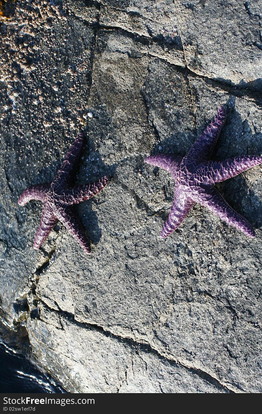 Purple starfish on the stony shore