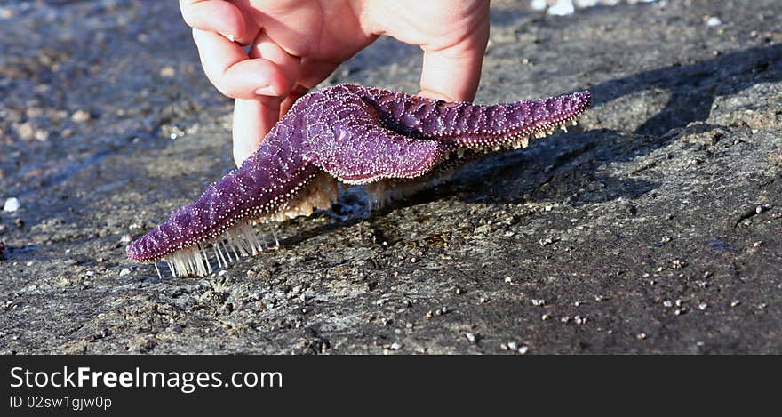 Purple starfish on the stony shore