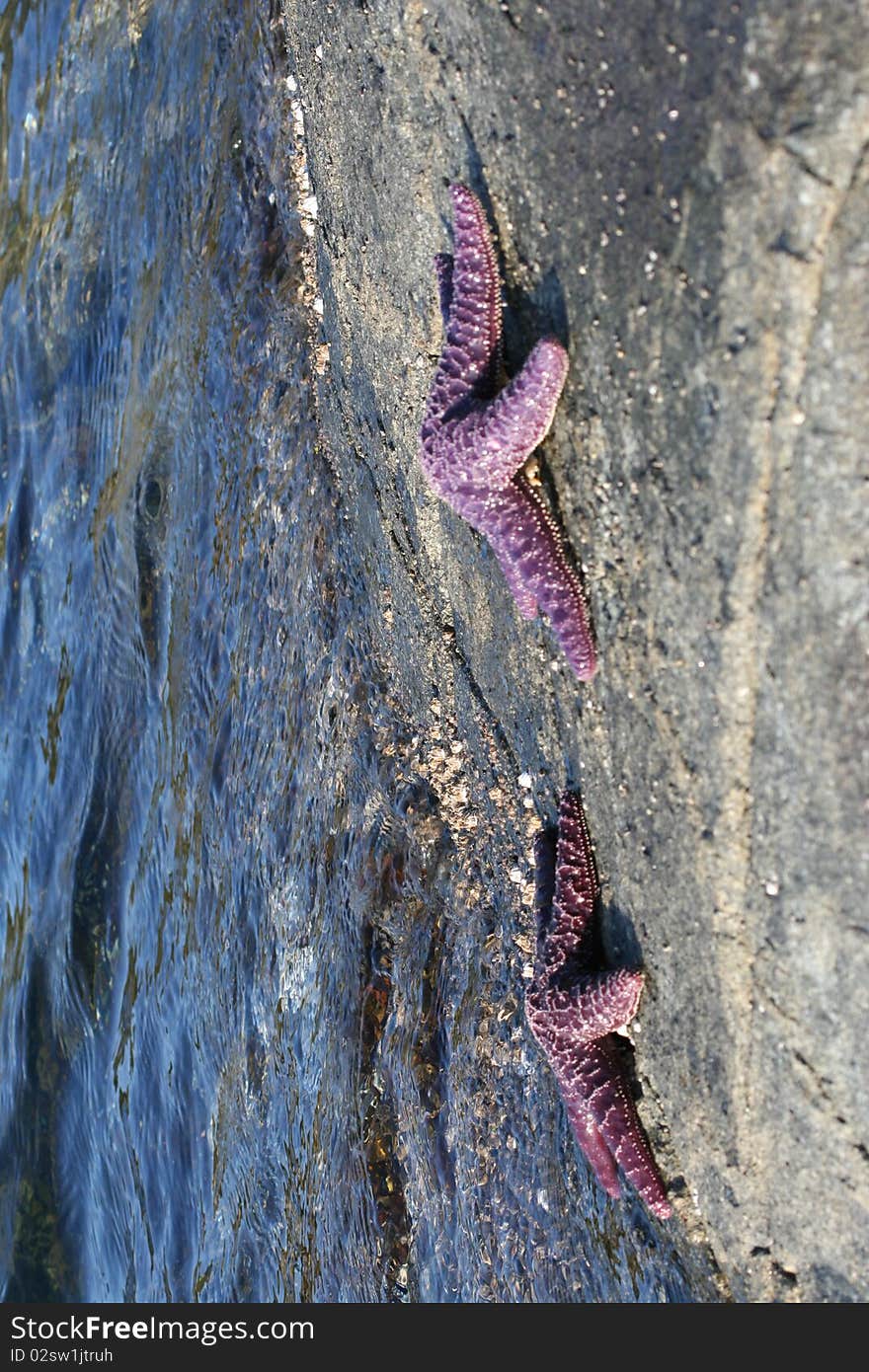 Purple starfish on the stony shore