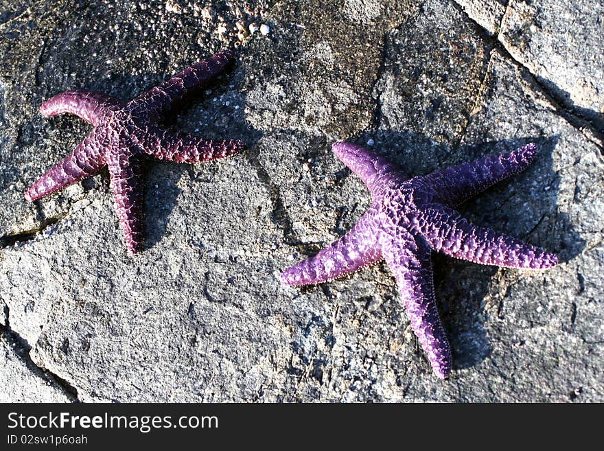 Purple starfish on the stony shore